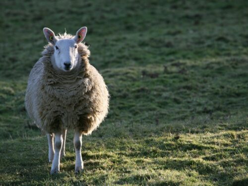 white sheep on green grass field