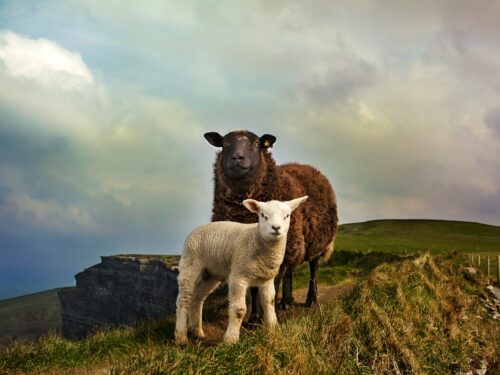 young and adult sheep standing on mountain