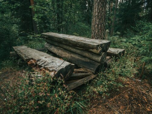 a pile of logs sitting in the middle of a forest