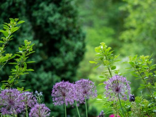 purple petaled flowers