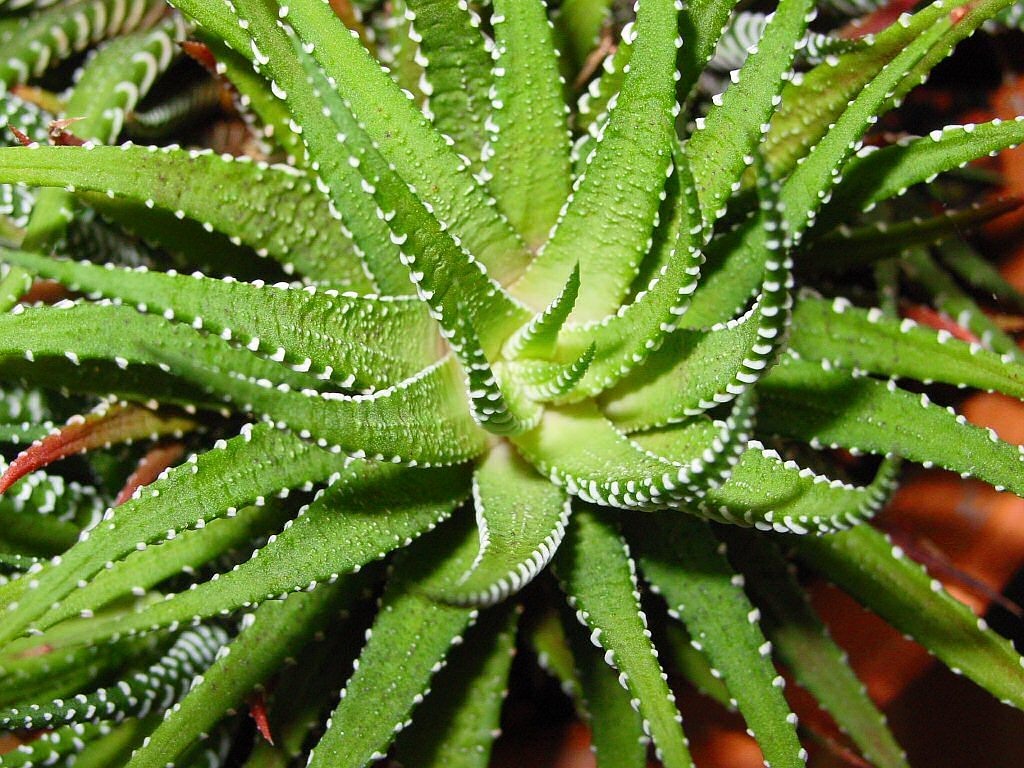 aloe vera, agave, cactus