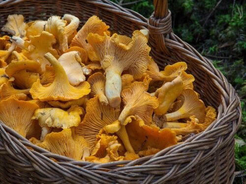 fungus, mushroom, sponge, basket, chanterelle mushrooms, mushroom picking, yellow mushrooms, edible, edible mushrooms, mushroom, mushroom, mushroom, mushroom, mushroom