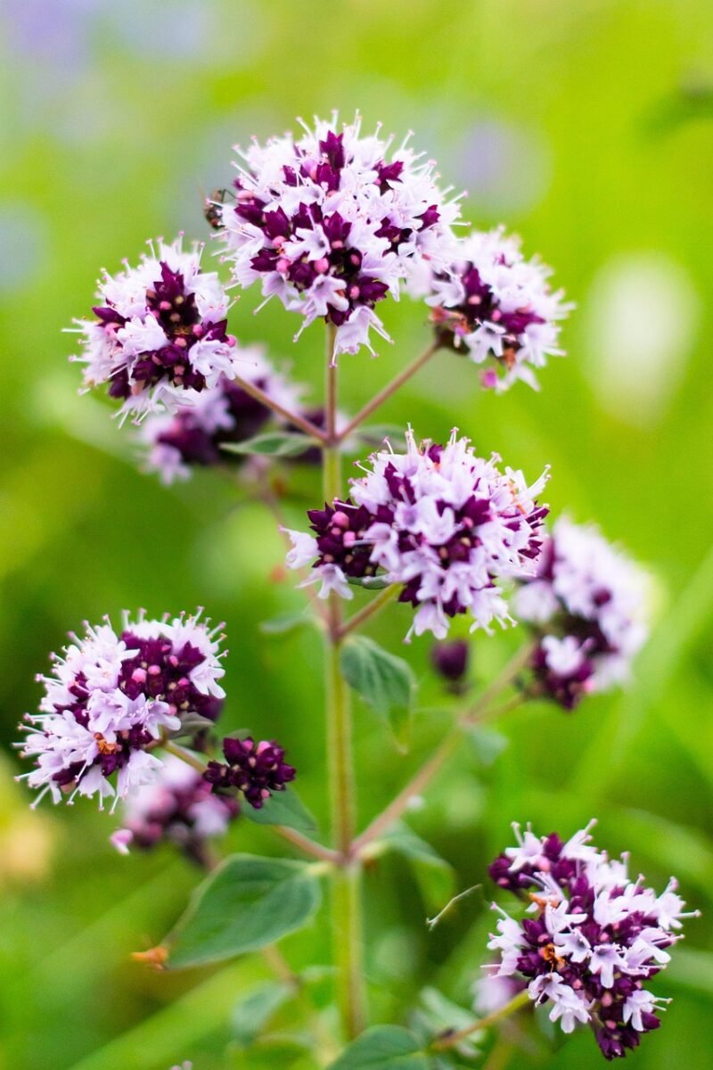 oríganum vulgáre, oregano, flowers, flora, beautiful flower, macro photography, wildflowers, oregano, oregano, oregano, oregano, oregano