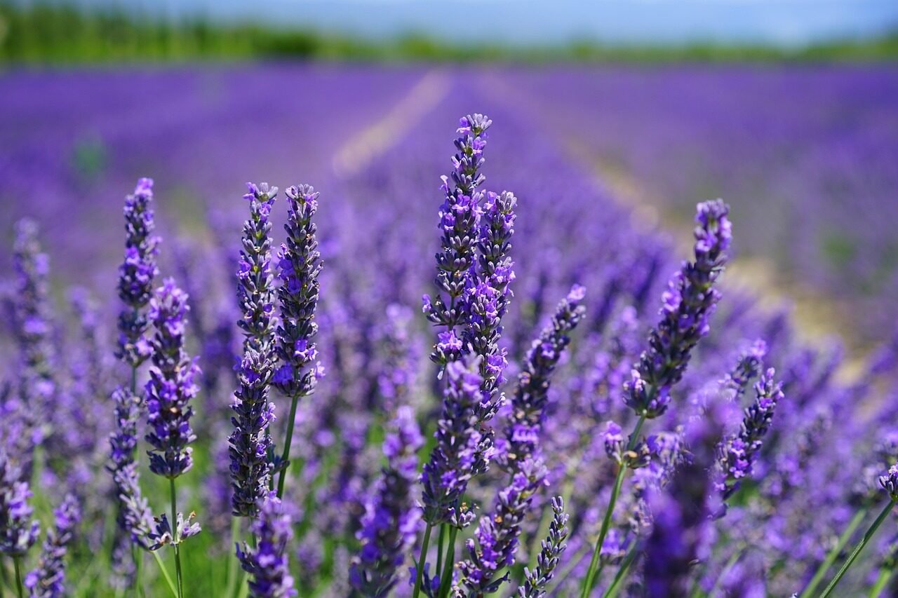 lavenders, flowers, lavender field, purple flowers, bloom, blossom, flora, nature, lavender flowers, lavender cultivation, agriculture, wild plants, wild flowers, inflorescence, flower wallpaper, flower background, lavandula angustifolia, lavandula officinalis, crop, scented plant, medicinal plant, fragrant, plants, beautiful flowers, botany, lavender meadow, lavendula, petals, fragrance