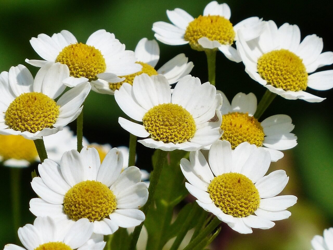 chamomile, beautiful flowers, scentless chamomile, flower wallpaper, flower background, flower, blossom, bloom, plant, tripleurospermum maritimum, tripleurospermum perforatum, matricaria inodora, composites, nature, asteraceae, false chamomile