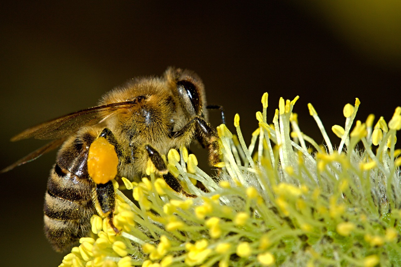 bee, insect, nectar