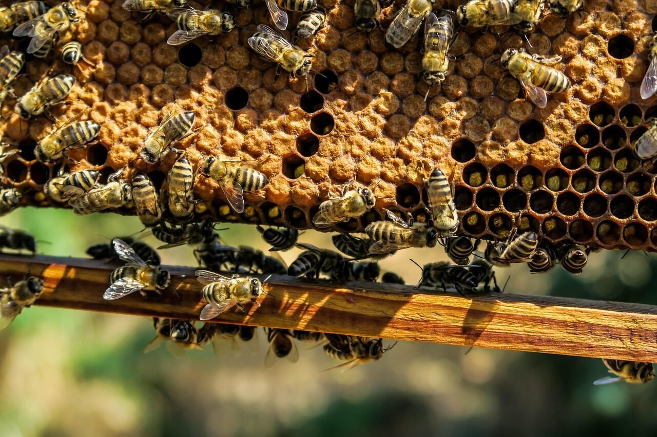 apiary, bees, insects, macro, honey bees, winged insects, beehive, honey, swarm of bees, wings, hive, brood, hymenoptera, entomology, close up, beekeeping, beeswax, hexagons, honeybees, honeycomb, nest, swarm, wax, world bee day, bees, bees, bees, bees, bees