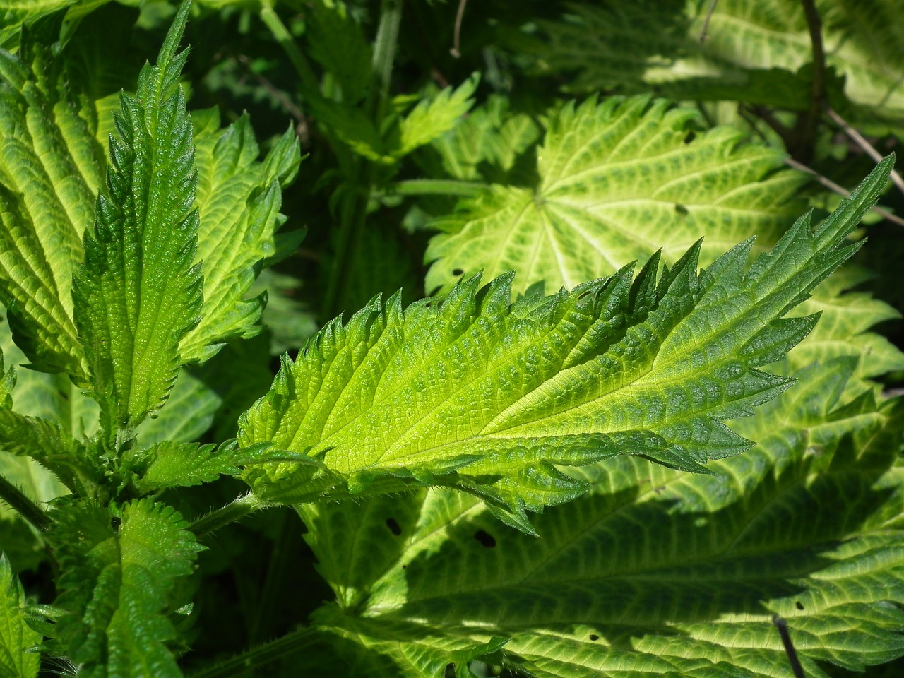 leaves, plant, nature