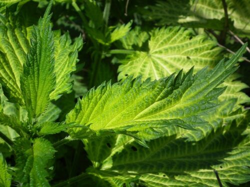 leaves, plant, nature