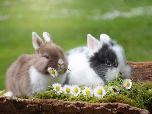 rabbits, easter, rabbit