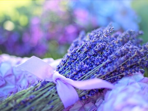 lavenders, flowers, nature