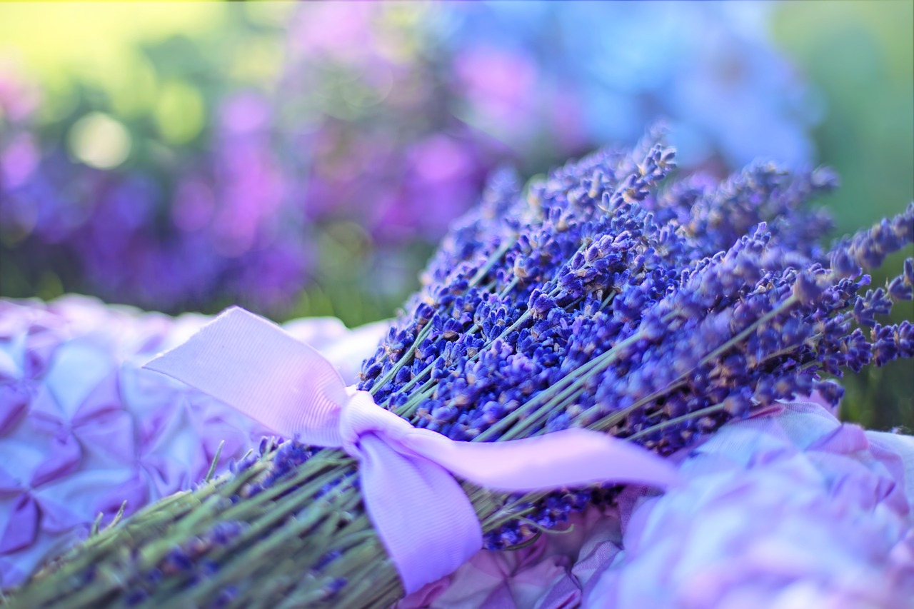 lavenders, flowers, nature