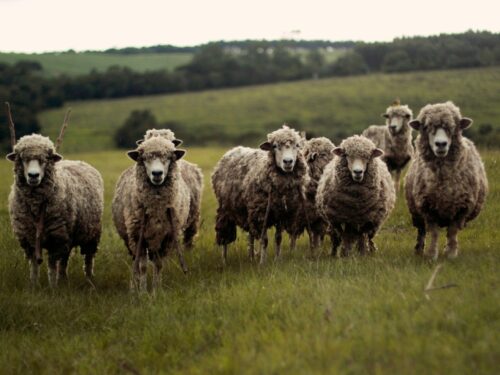 herd of lambs