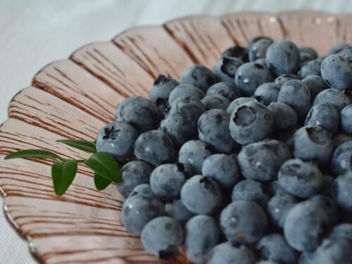 blueberries, bilberry, berries, blueberry, fruit, nature, blue fruit, american blueberries
