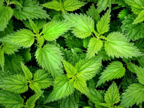 nettle, green, weed