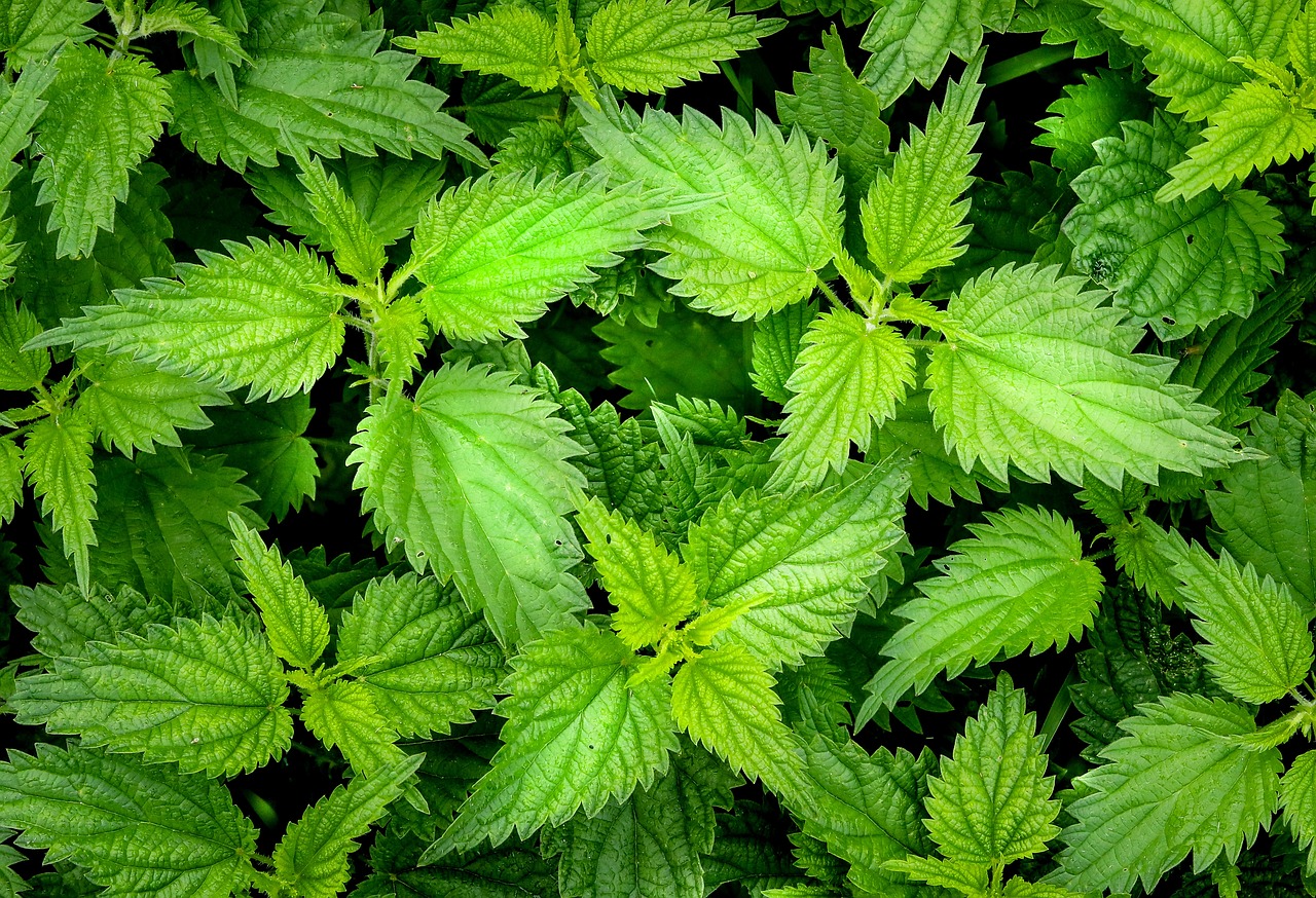 nettle, green, weed