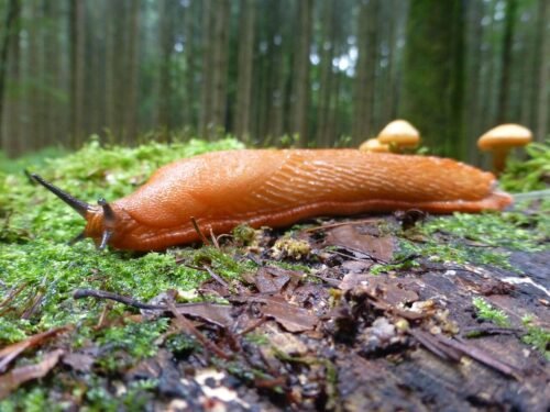 snails, red slug, arion rufus