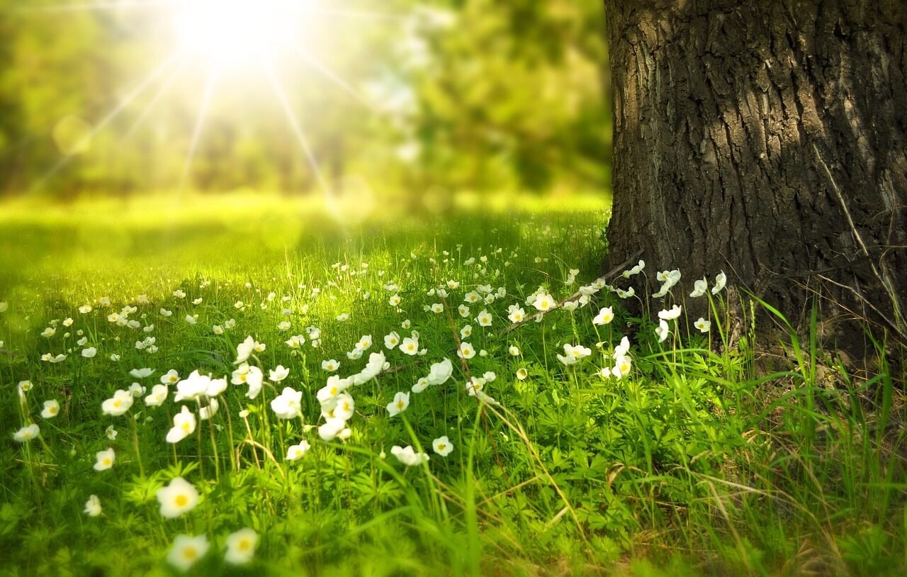 flowers, flower wallpaper, meadow, sunlight, beautiful flowers, flower background, summer, light, rays, beams, wildlflowers, bloom, blossom, white flowers, wild grass, nature