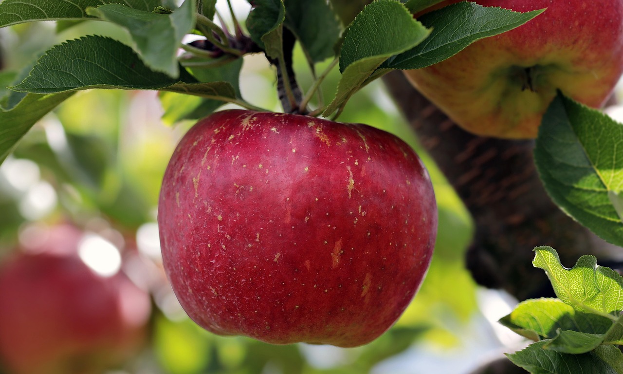 apple, red, red apple, apple plantation, yummy, fruit, vitamins, fresh, nature, healthy, ripe, pome fruit family, apple trees, orchards, trees, fruit trees, fall, harvest, harvested, apple, apple, apple, apple, apple