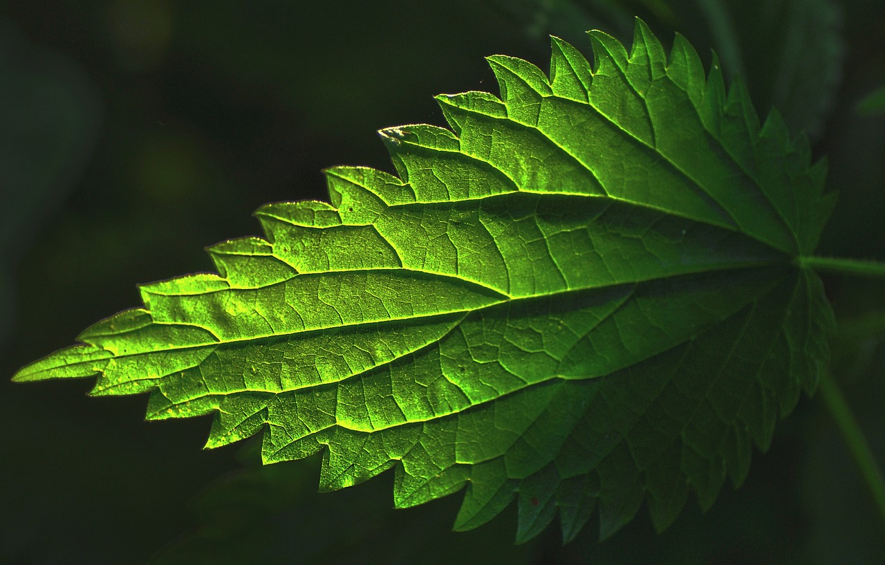 plant, leaf, nettle