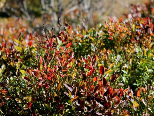 bilberry, bieszczady, plants