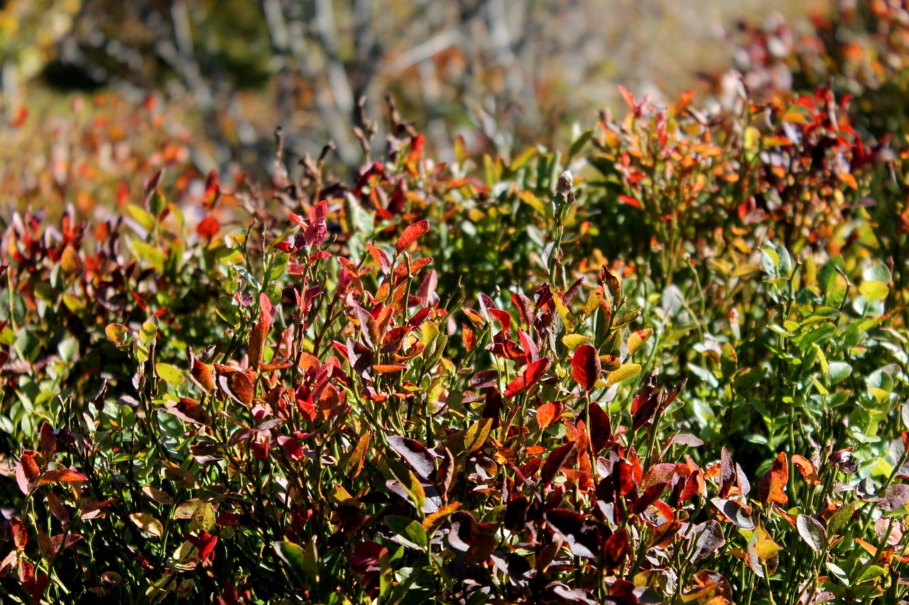 bilberry, bieszczady, plants