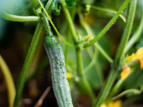 green chili on brown soil