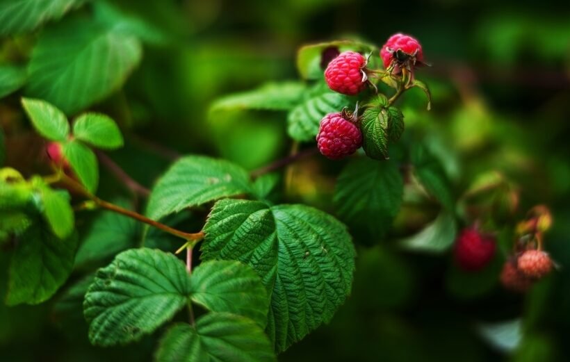 Avietės: produkto nauda ir žala, maistinė vertė, kaip išsirinkti ir kaip laikyti %d0%b7%d0%b0%d0%b3%d0%be%d1%82%d0%be%d0%b2%d0%ba%d0%b0-%d1%8f%d0%b3%d0%be%d0%b4-2
