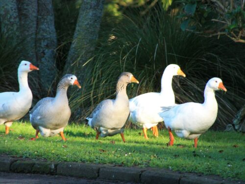 a group of ducks walking across a lush green field