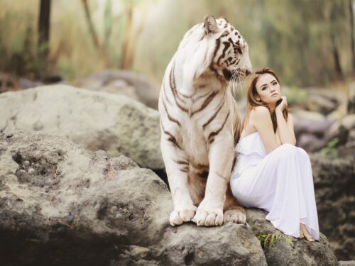 nature, wildlife, white bengal tiger