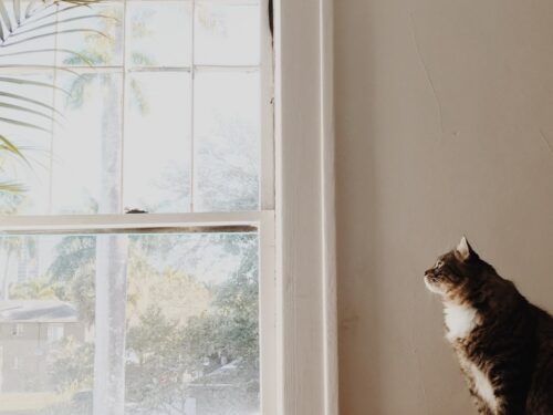 medium-fur brown and white cat sitting on brown sofa near white window