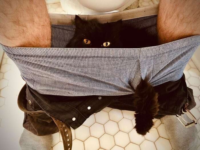 17 keistų kačių, kurios savo kvailumą pakėlė į visiškai naują lygį 3185920