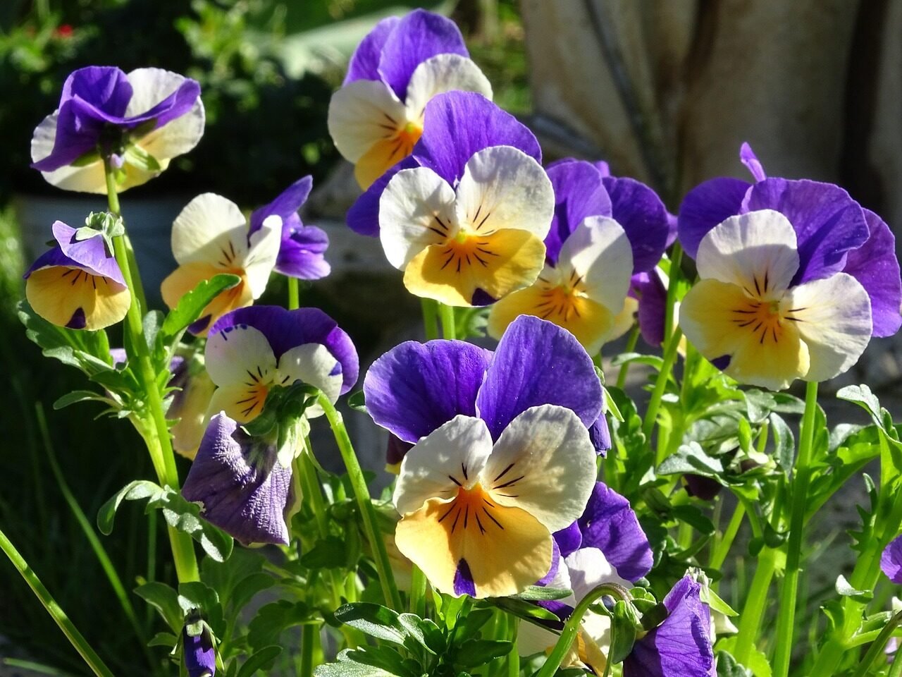 400–500, violet, viola, beautiful flowers, flower, nature, flower wallpaper, spring flower, viola cornuta, blossom, bloom, garden, flower background, sunny