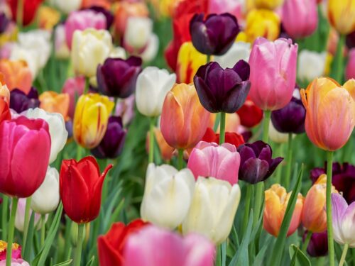 tulips, flowers, garden