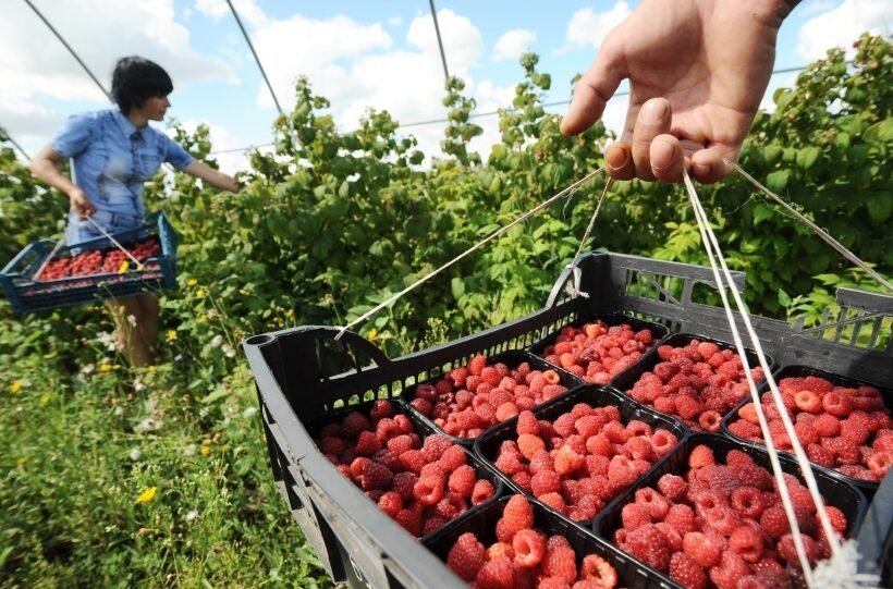 Avietės: produkto nauda ir žala, maistinė vertė, kaip išsirinkti ir kaip laikyti %d0%bf%d1%80%d0%b5%d0%b4%d0%bf%d1%80%d0%b8%d1%8f%d1%82%d0%b8%d0%b5-%d1%82%d0%b0%d0%bc%d0%b1%d0%be%d0%b2%d1%81%d0%ba%d0%b8%d0%b5-%d1%81%d0%b0%d0%b4%d1%8b