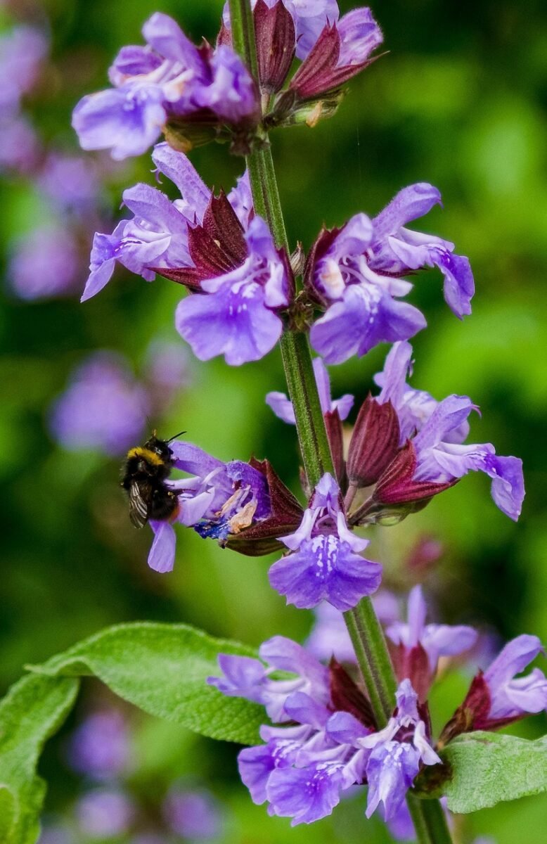 bumblebee, insect, beautiful flowers, blossom, bloom, nature, garden, plant, apinae, bee, sage, flower wallpaper, close up, macro, violet, flower background, pollinate, pollination, flower, spice sage, salvia officinalis