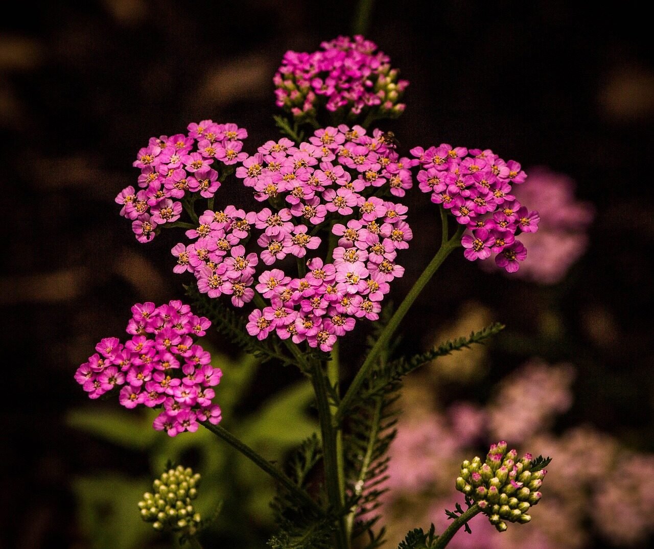 pink yarrow, beautiful flowers, achillea millefolium, flower background, nature, flowers, blossoms, herbal militaris, flower wallpaper, medicinal herb