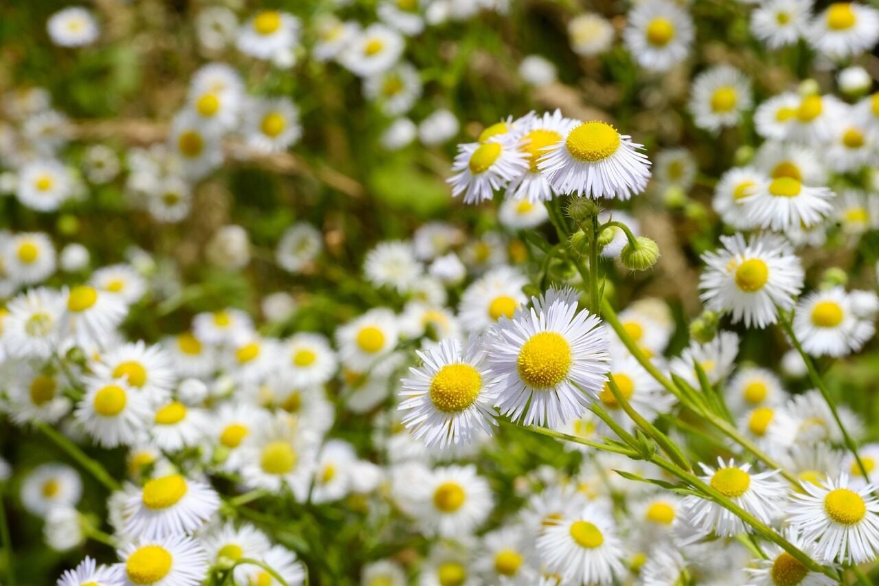 chamomile, medicinal plant, real chamomile, composites, asteraceae, matricaria chamomilla