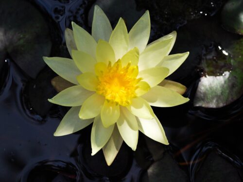 lotus, flower, water