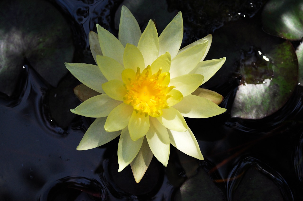 lotus, flower, water