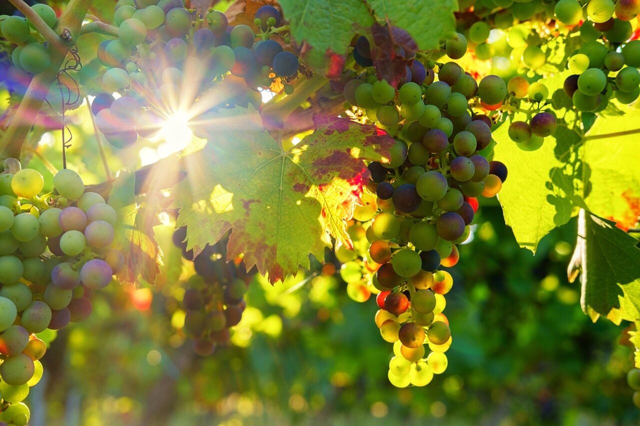 grapes, fruits, food, fresh, healthy, ripe, organic, sweet, produce, green grapes, harvest, farm, farm, farm, farm, farm, farm