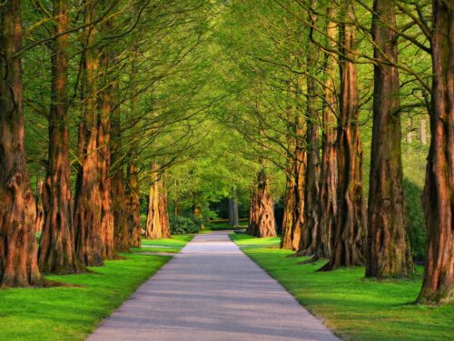 pathway, park, trees, lane, road, path, pathway, nature, park, park, park, park, trees, road, road, road, road, road