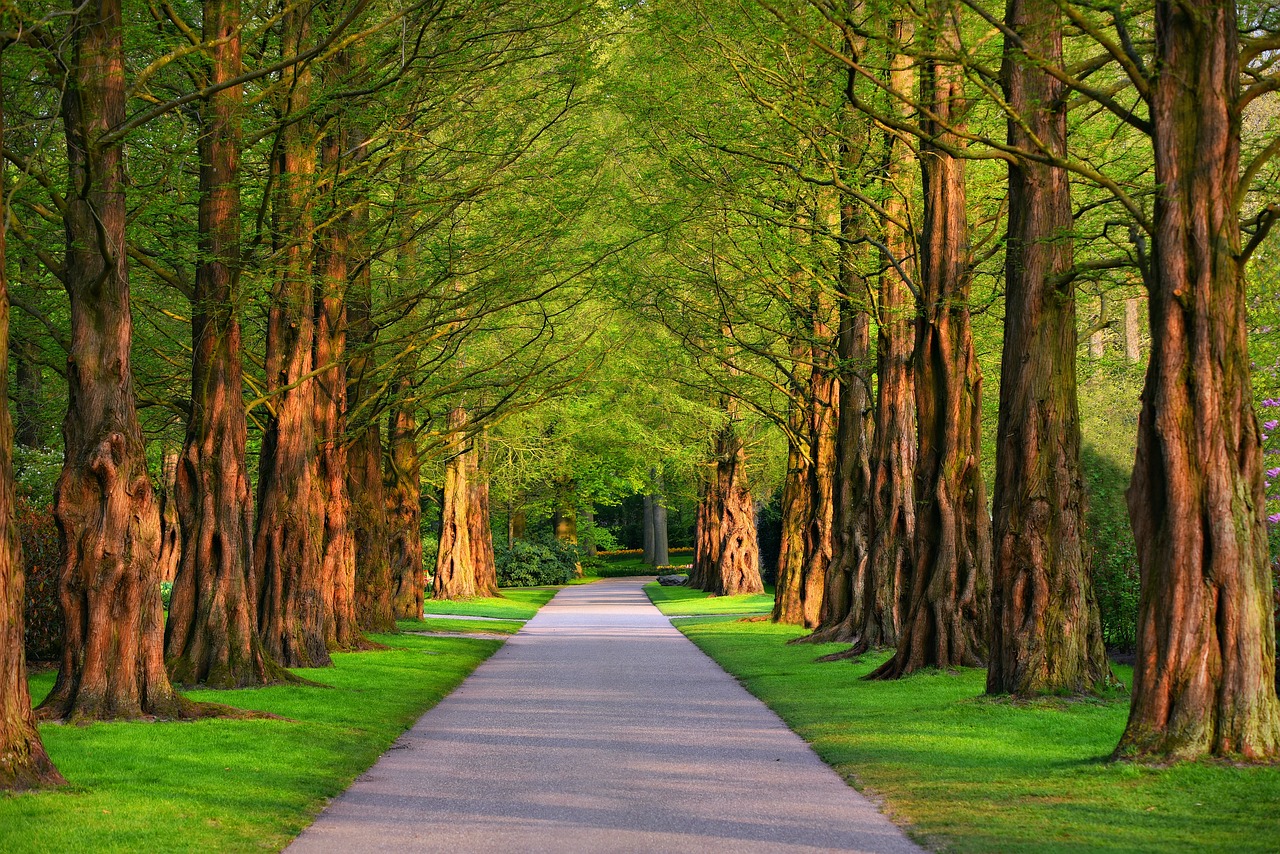 pathway, park, trees, lane, road, path, pathway, nature, park, park, park, park, trees, road, road, road, road, road