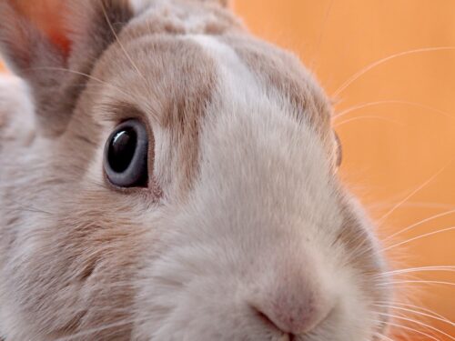 closeup photo of gray rabbit