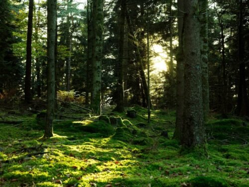 Sunlight streams through a lush green forest.