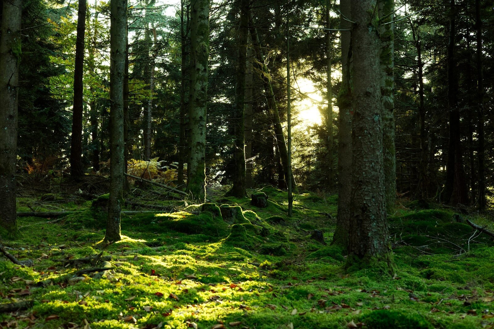 Sunlight streams through a lush green forest.