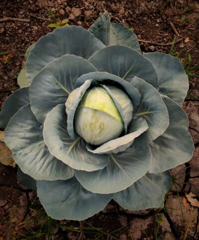 a close up of a cabbage on the ground