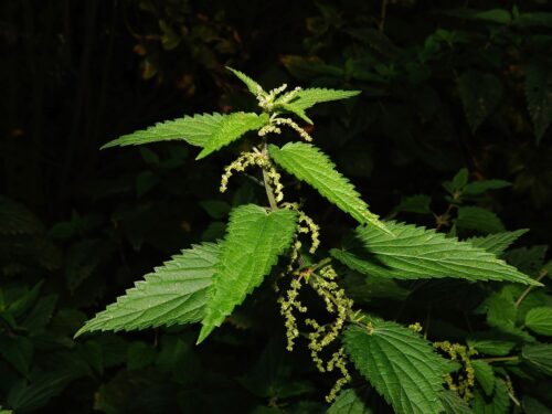 nettle, leaves, green