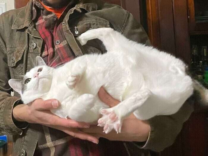 17 keistų kačių, kurios savo kvailumą pakėlė į visiškai naują lygį 4448870