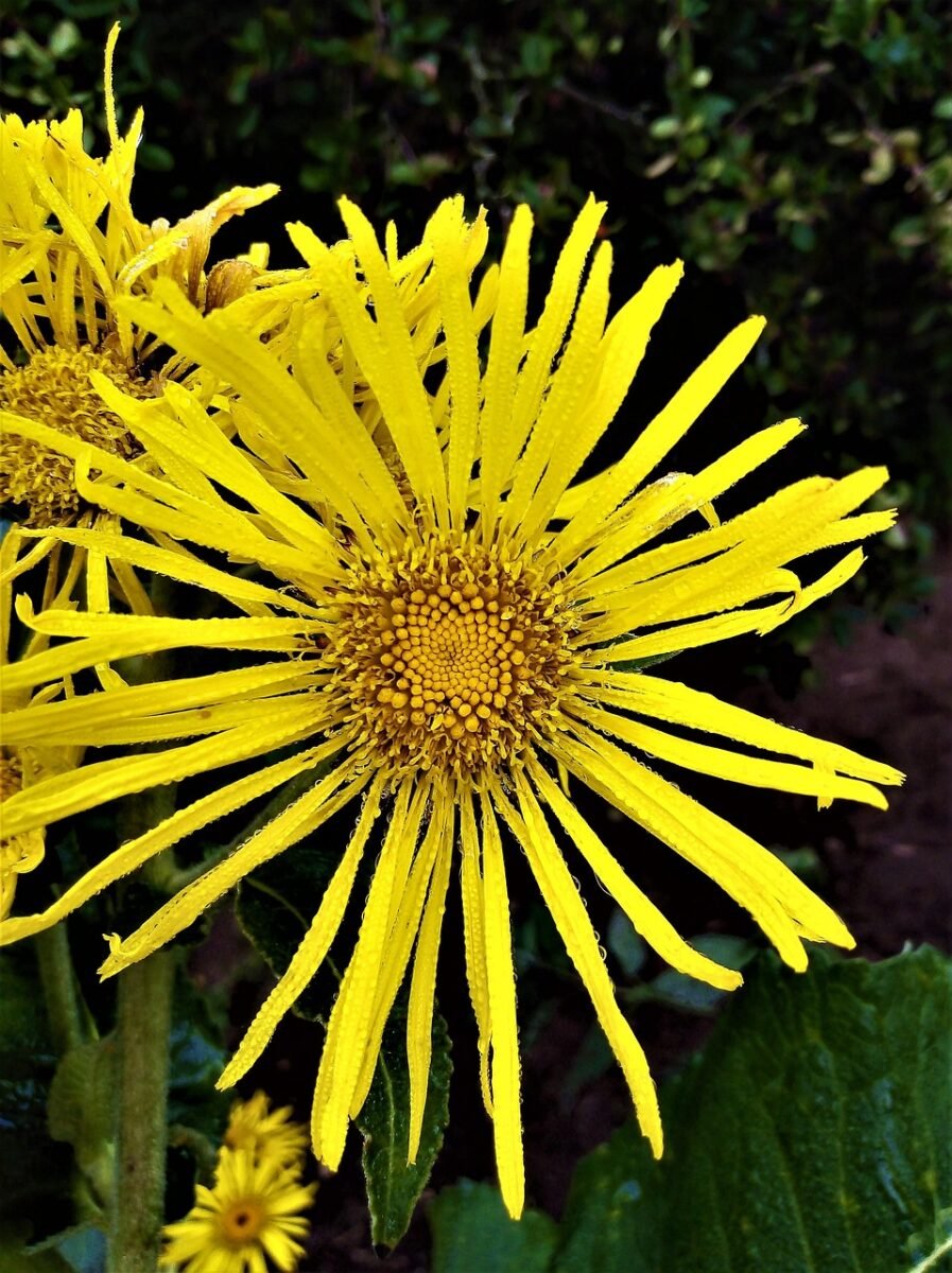 nature, plant, perennial, elecampane, garden, bloom, autumn, inflorescence, flower blossoms, yellow, elecampane, elecampane, elecampane, elecampane, elecampane